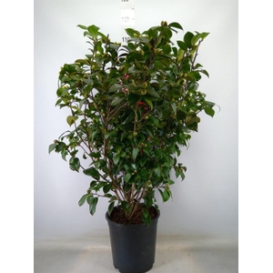 Camellia japonica