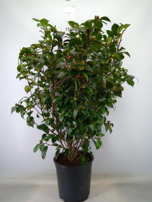 <h4>Camellia japonica</h4>