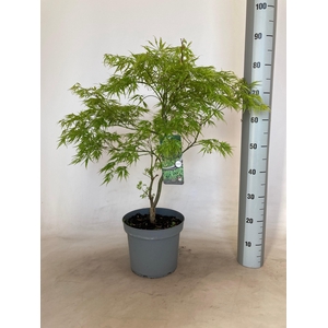 ACER PALM DISSECTUM