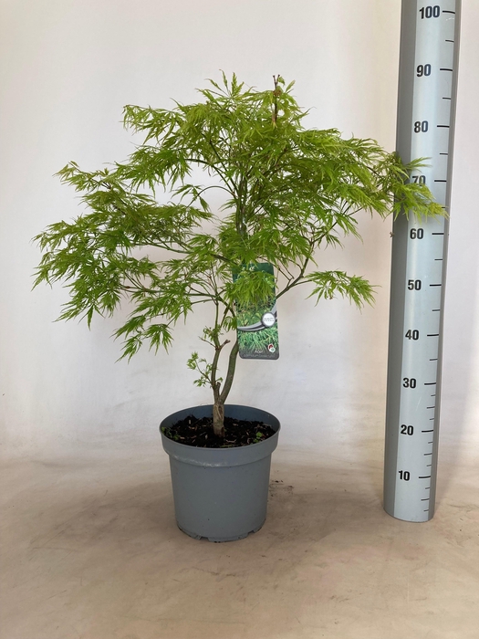 <h4>ACER PALM DISSECTUM</h4>