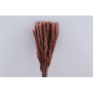 Dried Fluffy Pampas Light Pink 20pcs Bunch