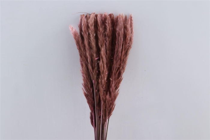<h4>Dried Fluffy Pampas Light Pink 20pcs Bunch</h4>