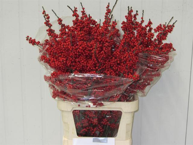 <h4>ILEX VE RODE BES</h4>