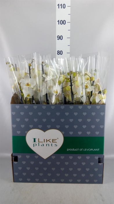 <h4>Phalaenopsis   ...white</h4>