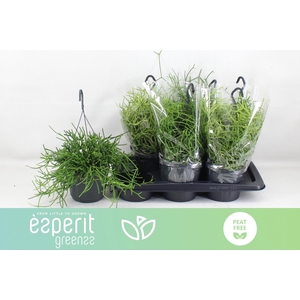 RHIPSALIS HETEROCLAD