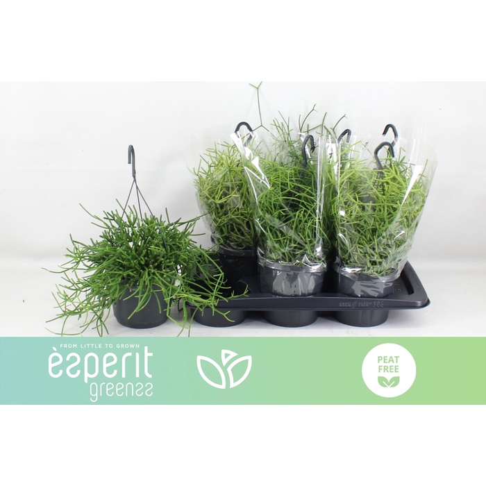 <h4>RHIPSALIS HETEROCLAD</h4>