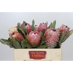 PROTEA MAGNIFICA