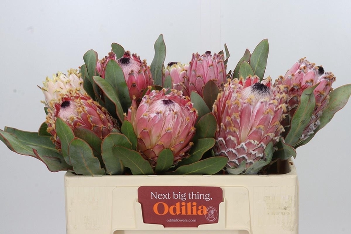 <h4>PROTEA MAGNIFICA</h4>