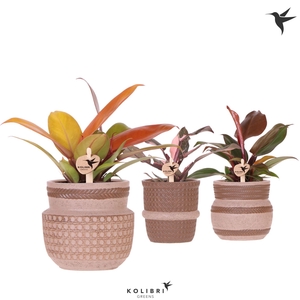 Kolibri Greens Philodendron mix in Ethnic pot sand mix