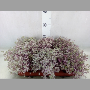Callisia repens 'Rosato'