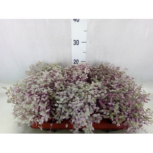 Callisia repens 'Rosato'