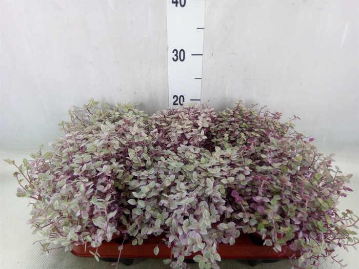<h4>Callisia repens 'Rosato'</h4>