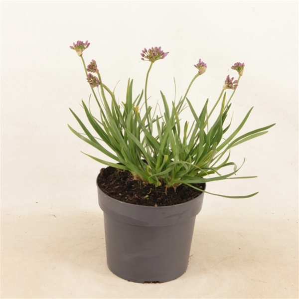 Allium 'Avatar' p17 (PT)