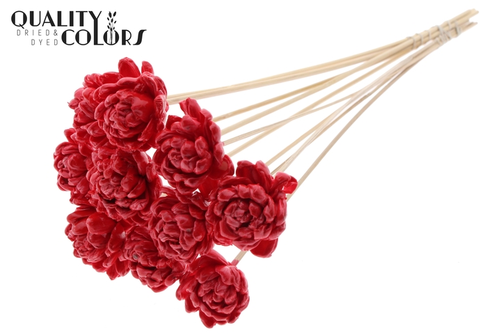 <h4>Shola New Beauty Rose 6cm on stem Wax Red</h4>