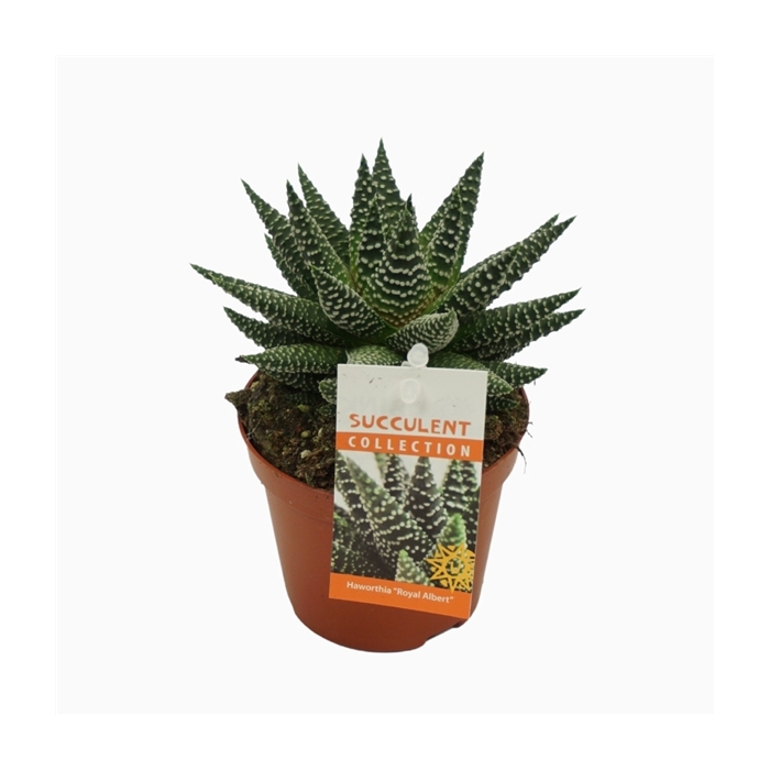 <h4>Haworthia 'royal albert' 8,5 cm met etiket</h4>