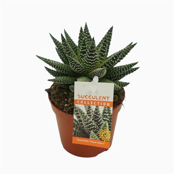 <h4>Haworthia 'royal albert' 8,5 cm met etiket</h4>