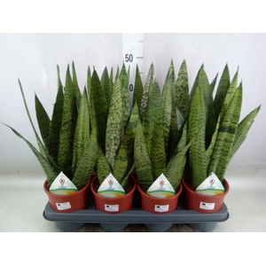 Sansevieria zeylanica