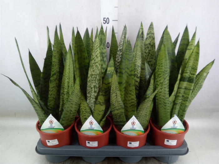 <h4>Sansevieria zeylanica</h4>