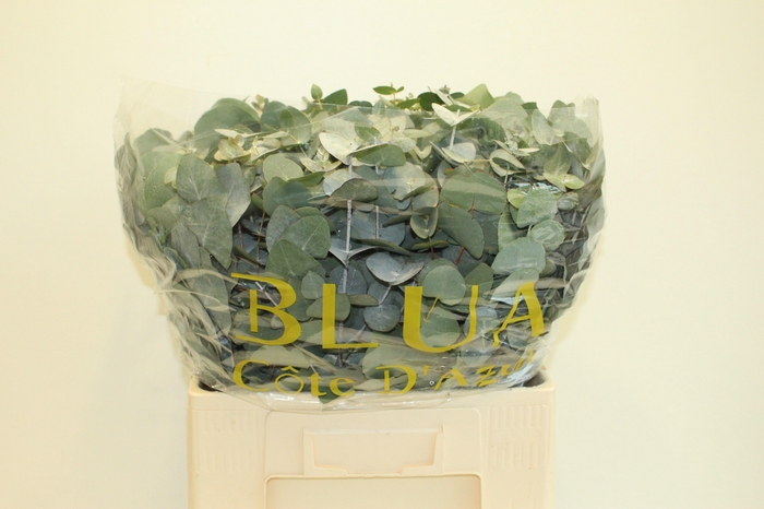 <h4>EUCA CINEREA</h4>