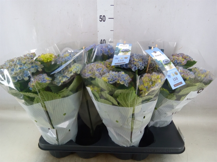 <h4>Hydrangea mac. 'Magical Revolution'</h4>