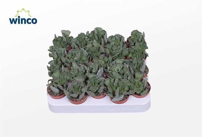 <h4>Adromischus Cristatus</h4>