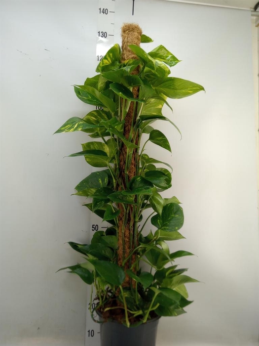 <h4>Epipremnum pinn.   ...moss stick</h4>