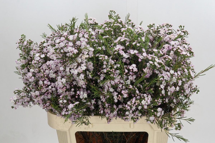 <h4>CHAME UN DANC QUEEN</h4>