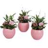 Mothersday Arr. Indoor Ceramic Ball Pot Round Pink Ø16cm 3PP