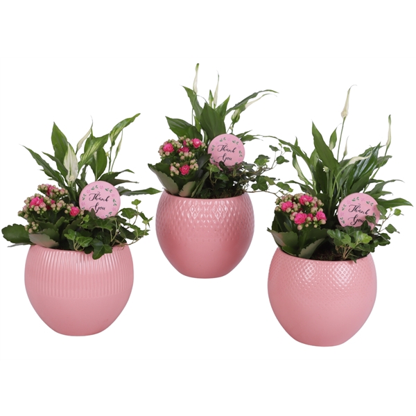 <h4>Mothersday Arr. Indoor Ceramic Ball Pot Round Pink Ø16cm 3PP</h4>