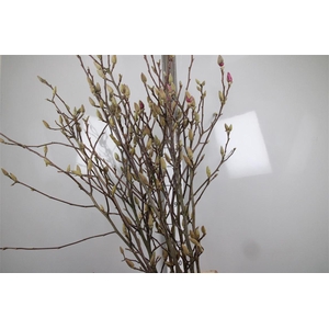 Magnolia Grandiflora