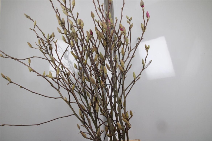 <h4>Magnolia Grandiflora Xxl</h4>