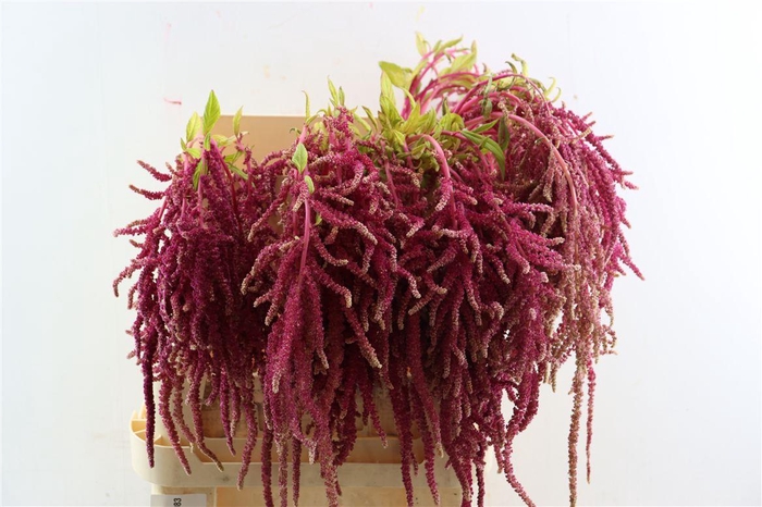 <h4>Amar Hang Red</h4>