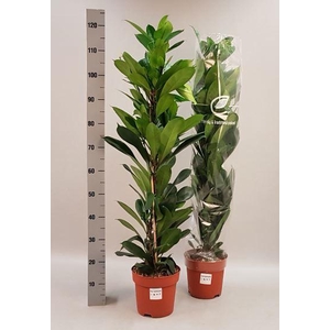 FICUS CYATHISTIPULA