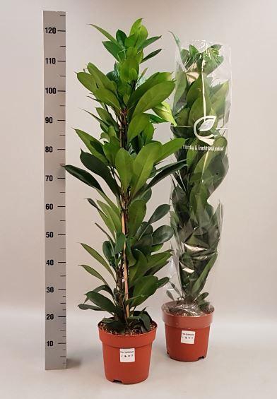 <h4>FICUS CYATHISTIPULA</h4>
