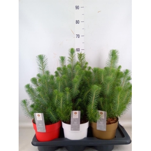 Pinus pinea 'Silver Crest'