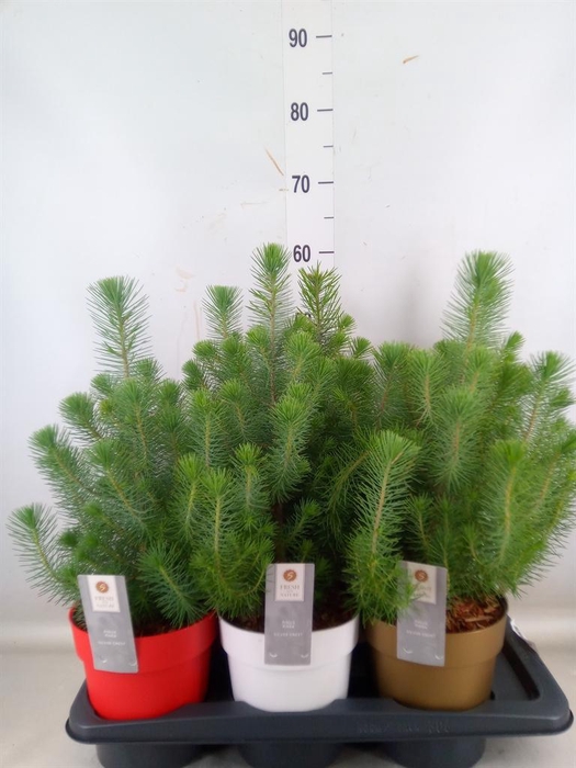 <h4>Pinus pinea 'Silver Crest'</h4>