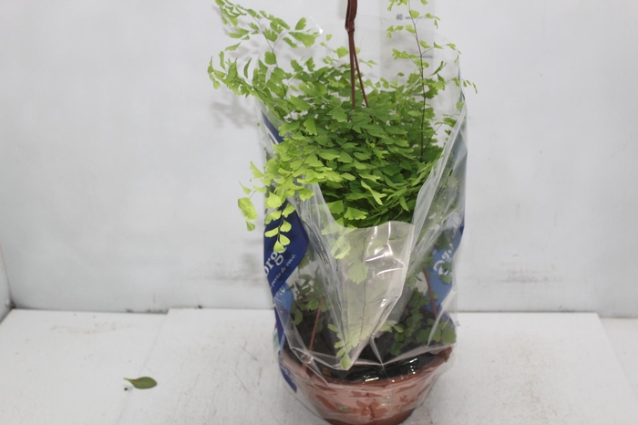 <h4>AVENCA VARIADA C21</h4>