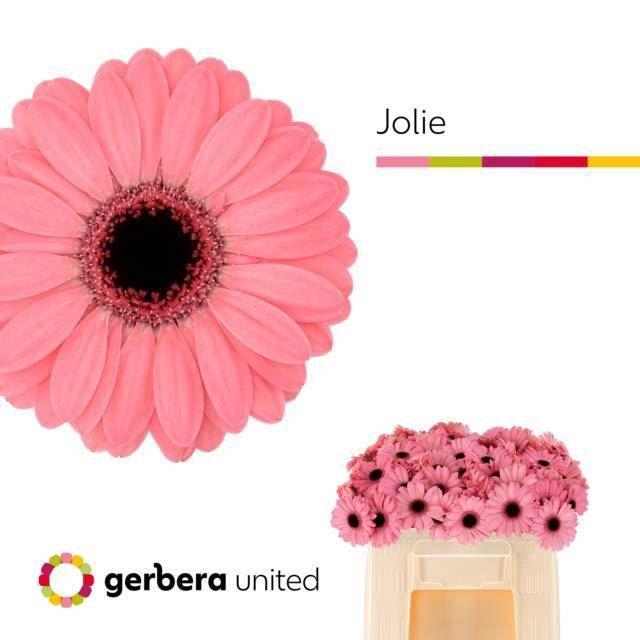 <h4>GERMINI JOLIE GE MI JOLIE</h4>