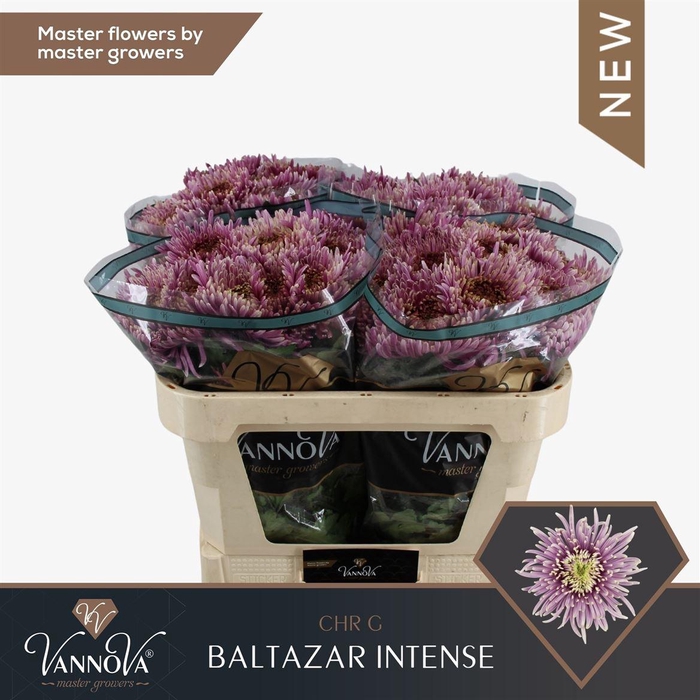 <h4>Chr G Baltazar Inten</h4>