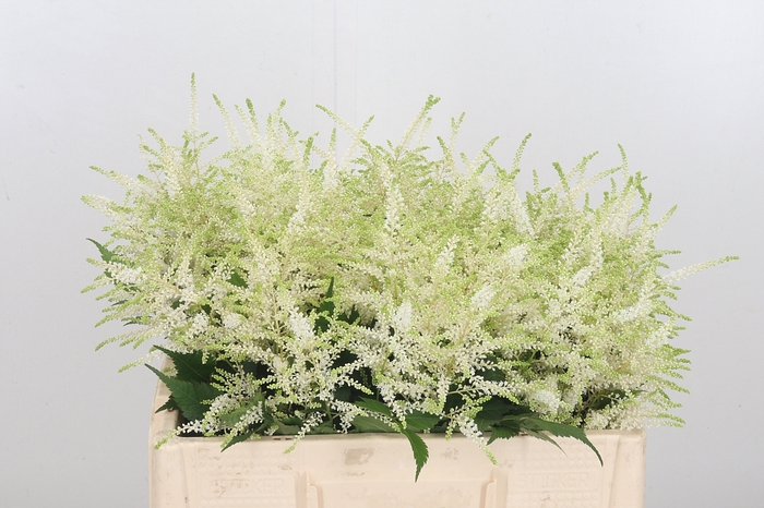 <h4>Astilbe Washingthon</h4>