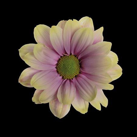 <h4>Chr T Kennedy Purple Rain</h4>