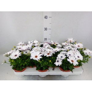 Osteospermum  'Passion White'