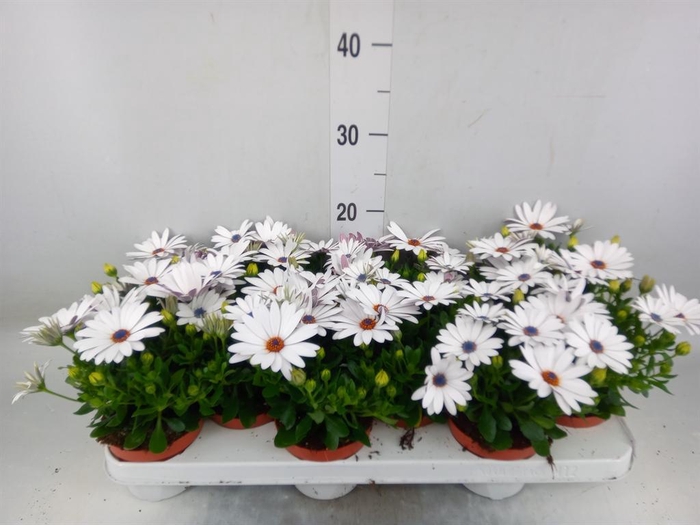 <h4>Osteospermum 'Passion White'</h4>