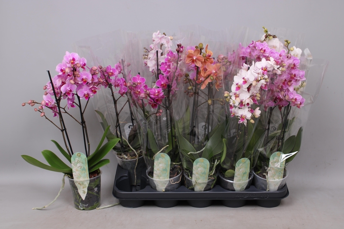 <h4>PHAL MF GEM 6 KL</h4>
