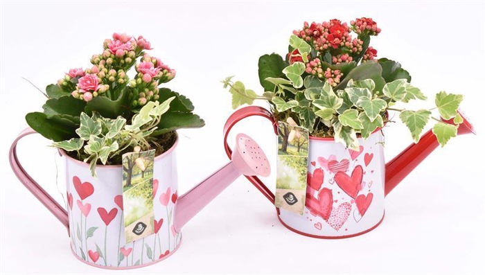 <h4>Zink gieter roze/rood hart 24x10cm</h4>