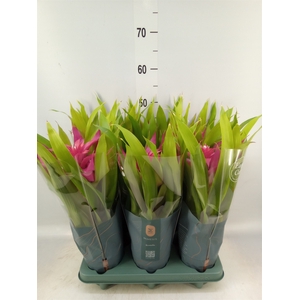 Guzmania  'Deseo Pink'