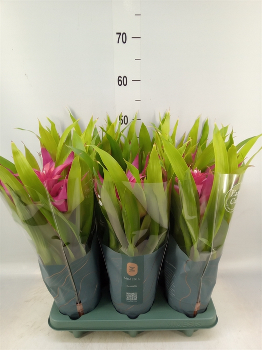 <h4>Guzmania  'Deseo Pink'</h4>