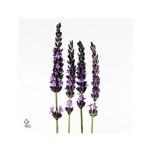 LAVENDEL VERS PBS