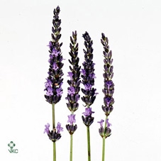 LAVENDEL VERS PBS