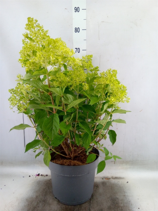 <h4>Hydrangea pan.</h4>